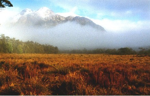 En las ciénagas con bruma matinal